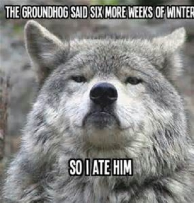 wolf groundhog.jpg